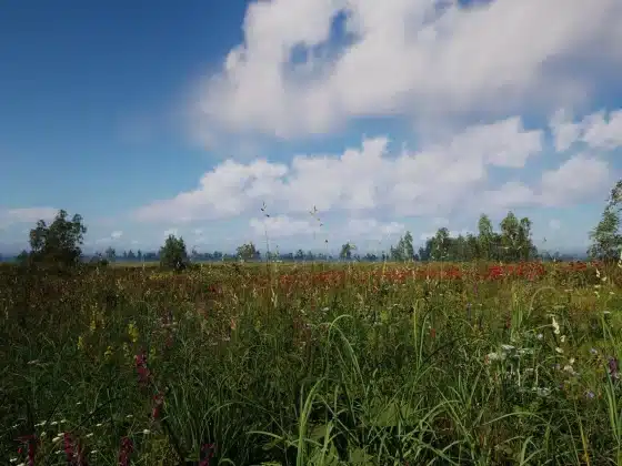 Tải Russian Soul Simulator Miễn Phí