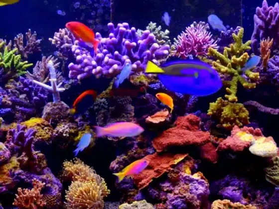 Tải Aquarium 4K - Live Wallpaper 1.1.0 Miễn Phí